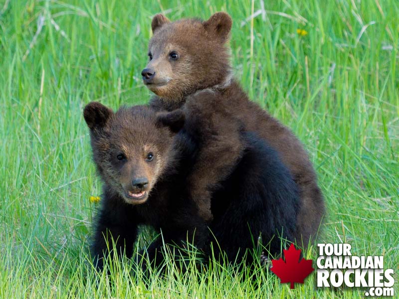 Banff Lake Minnewanka Wildlife